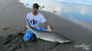 Mullet Run Fishing - Blacktip Shark