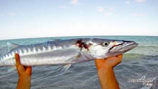 Barracuda Caught from Shore