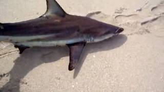 Surf Fishing for Sharks in Florida