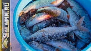 Зимняя рыбалка: жор плотвы на водохранилище. Поплавок, мормышка. [salapinru]