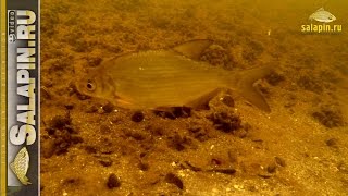 Игра мормышки на течении (подводное видео) [salapinru]
