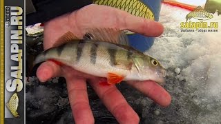 Нестандартная рыбалка на озере Плещеево [salapinru]