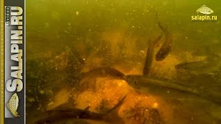 Поведение мелкой рыбы на прикормке Greenfishing (подводное видео) [salapinru]