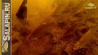 Как работает прикормка под водой и как кормится рыба (густера, подлещик) [salapinru]