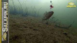 Ловля ротана (подводное видео) [salapinru]