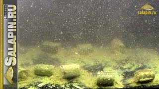 Фидерные кормушки, взгляд из-под воды [salapinru]