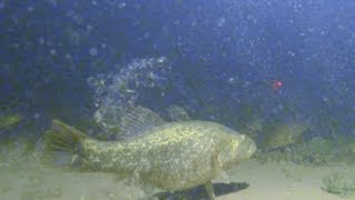 Подводные съемки ловли рыбы