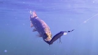 Видео о рыбалке