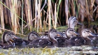 Видео о природе : утка с утятами