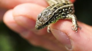 Видео о природе : ящерица видео