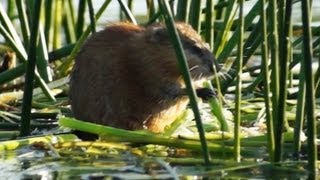 Видео о природе : водяная крыса
