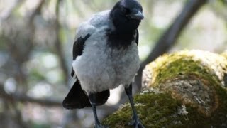 Видео о природе : серая ворона