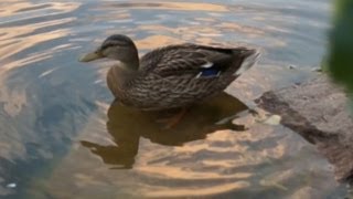 Видео о природе : утка кряква