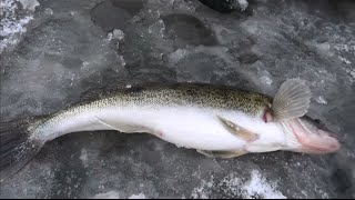 Рыбалка зимой от Михалыча. Ловля со льда щуки и судака