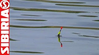 Рыбалка на карася весной на ЧЕСНОК | Поклёвки карася на поплавок  | Поплавочная маховая удочка