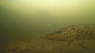 Любопытная щука Подводные съёмки поведения щуки и живца Зимняя рыбалка