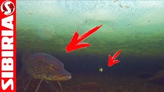 Кто выключает КЛЁВ ? ВидеоОТВЕТ - подводные съёмки на зимней рыбалке. hungry big pike ice fishing