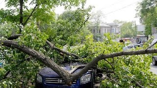На меня упало дерево из-за ураганного ветра в Красноярске 23.05.16 Будьте внимательны!