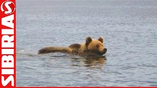 Медведь переплывал водохранилище  Чуть не врезались на лодке