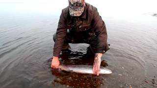 Рыбалка в Сибири,Таймень(подарок уходящего лета,спасибо тебе река!)