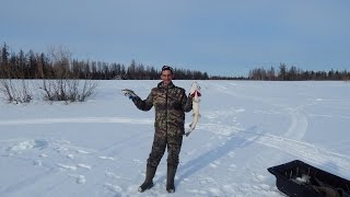 Сибирский Хариус на мормышку 2016(Ещё одна удачная поездка)ПОЛНАЯ ВЕРСИЯ