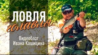 Ловля голавля на малой реке. Видеоблог Ивана Кашицина.