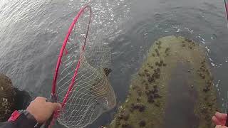 １２月の浜名湖今切口で黒鯛釣り爆釣
