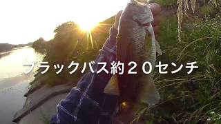 愛知県河川のブラックバス釣り