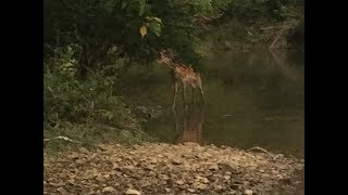 バス釣りで鹿出現。鹿がルアーに反応して釣れてしまいそうな動画。