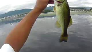 真夏の琵琶湖ブラックバス釣り。〇〇投げれば数釣れる？？