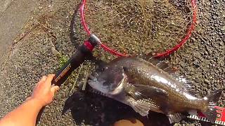 浜名湖で黒鯛釣り。サイトフィッシングで釣りました。