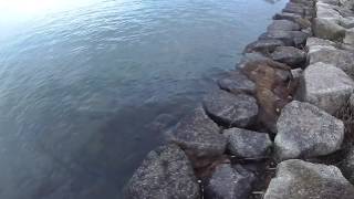 二月琵琶湖おかっぱり、釣れなくてワカサギ掬いしてみたらめちゃくちゃ楽しかった。