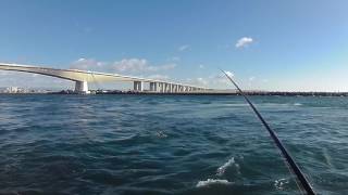 1月中旬の浜名湖黒鯛釣り。新居堤、ノーカット