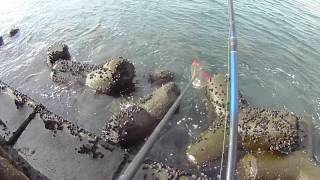 浜名湖黒鯛釣り、年末に爆釣！！