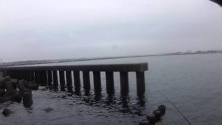 浜名湖で雨の中黒鯛を狙う！