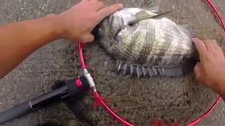 奥浜名湖の黒鯛釣り。消しゴムで釣るよ！