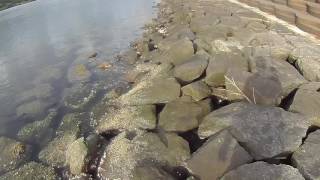奥浜名湖で黒鯛釣り