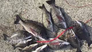 浜名湖舞阪堤の黒鯛釣り。海が荒れれば爆釣か！？