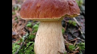 За белыми грибами на военный полигон