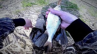 Первая рыбалка на воблу 2017 (карась, густера). Ловля воблы на донку. Рыбалка на закидушку.