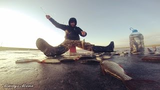 Первая рыбалка 2017 года. Оттепель. Бешеный клёв (окунь, плотва, красноперка).