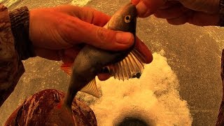 ловля окуня зимой | зимняя рыбалка видео