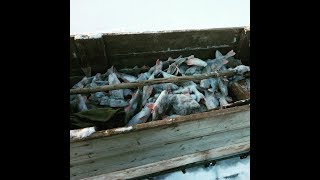 "Клевая рыбалка - утренний клев окуня! Якутия Yakutia