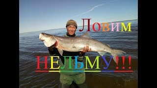 Ловим нельму и омуля! Рыбалка в Якутии! Yakutia