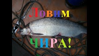 Ловим рыбу чир! Рыбалка в Якутии Yakutia!