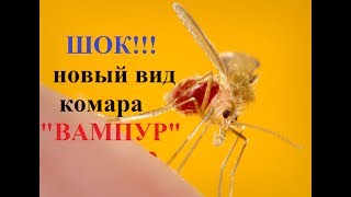 ШОК!! новая мировая угроза МОСКИТЫ, новый вид комара "ВАМПУР" Якутия Yakutia
