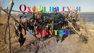 Охота на гуся 2017 в Якутии часть 1