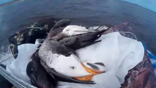 Fishing Как мы охотились на гуся! Охота на гуся в Якутии Yakutia