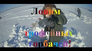 Fishing ловим трофейных горбачей (окунь) Якутия Yakutia