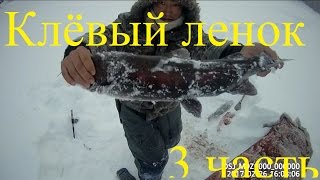 Russia заключительный день рыбалки на ленка - вот она удача Yakutia